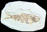 Bargain, Knightia Fossil Fish - Wyoming #50580-1